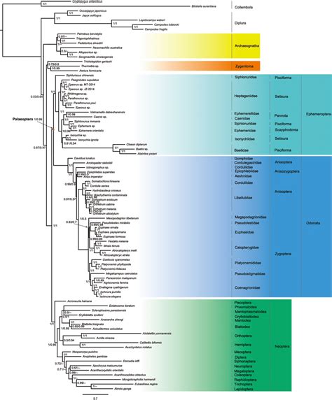 Organization Of Mitochondrial Genomes Newly Sequenced In This Study