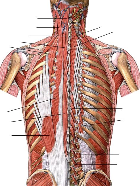 Deep Muscles Of Back Diagram Quizlet