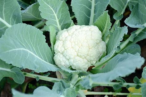 How To Plant And Grow Cauliflower Gardeners Path