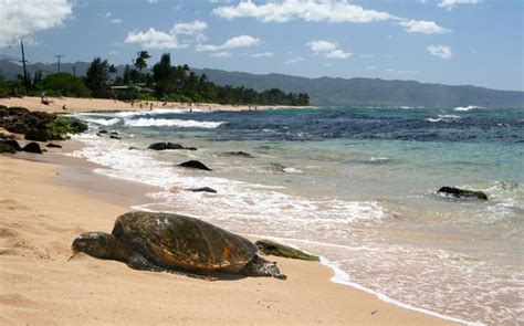 Turtle Beach Hi North Shore Better Turtle Spotting In My Xxx Hot Girl