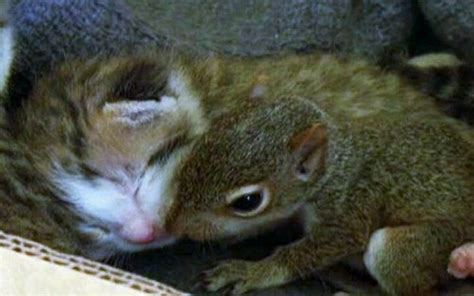 Aw Baby Squirrel Cats Baby Animals