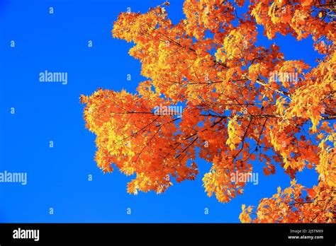 Maple Tree Landscape Nature Hi Res Stock Photography And Images Alamy