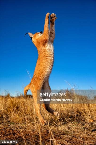 Caracal Jumping Photos And Premium High Res Pictures Getty Images