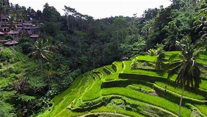 Bali Indonesia Rice Tegalalang Island Wallpapers Fields