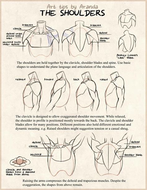 The Shoulders Anatomy Reference Anatomy For Artists Art Reference