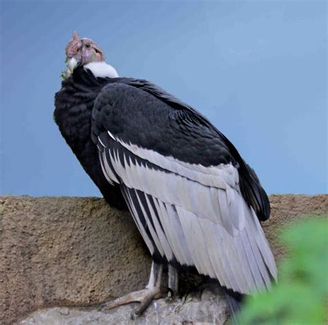 Andean Condor The Biggest Animals Kingdom