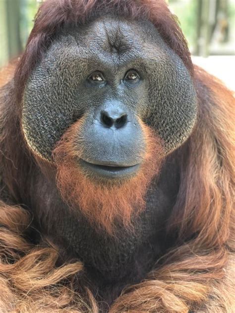 Center For Great Apes Reviews And Ratings Wauchula Fl Donate