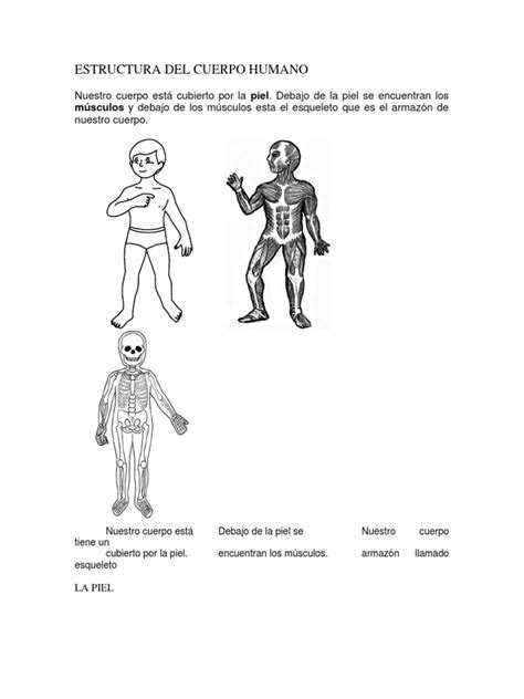 Estructura Del Cuerpo Humano Pdf Músculo Esqueleto