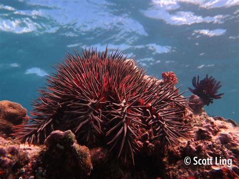 Crown Of Thorns Starfish Eat Themselves Out Of House And Home
