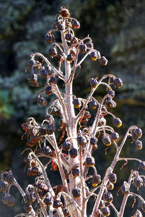 Highlights Of The Rwenzori Mountains Jontynz Tales From Around The