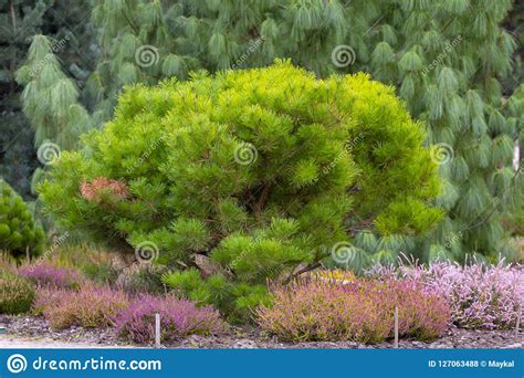 Cultivar Dwarf Mountain Pine Pinus Mugo Var Pumilio In The Rocky