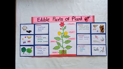 Edible Parts Of Plant Science Project Sciecce Tlmparts Of Plant Tlm