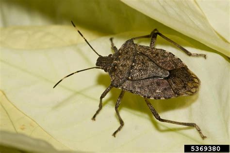 Stink Bug Archives Invasive Species Council Of British Columbia