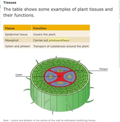 Plant Tissues Plant Tissue Biology Photosynthesis