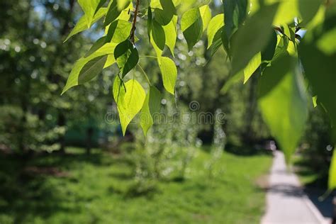 Green Fresh Leaves Of Trees On Clear Blue Sky Stock Image Image Of