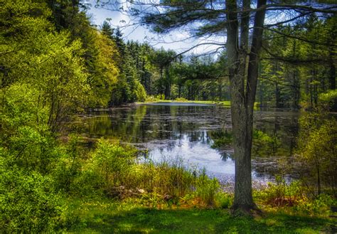 Wallpaper Trees Landscape Lake Reflection Park