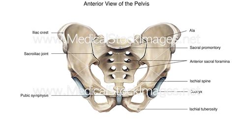 Pelvis Anterior View Medical Stock Images Company