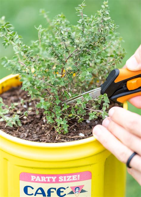 How To Harvest Thyme Tips For Picking Thyme And Preserving Your Harvest