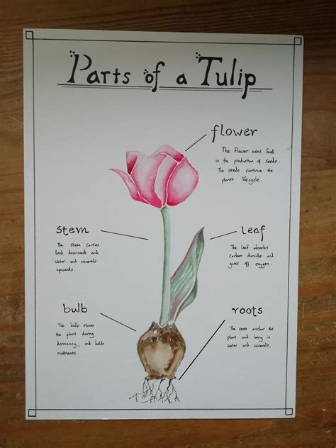 Tulip Anatomy Poster Etsy