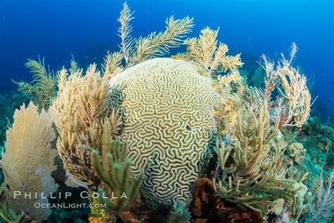 Caribbean Coral Reef Grand Cayman Island Cayman Islands 32130