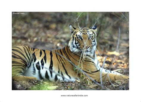 Tune In With The Best Tigers Of Bandhavgarh Tiger Safari In 2016