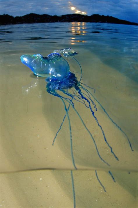 Global Swarming Are Jellyfish Taking Over Our Oceans Australian