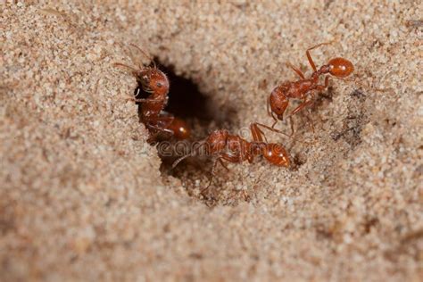 Red Harvester Ant Pogonomyrmex Barbatus Stock Photo Image Of Hole