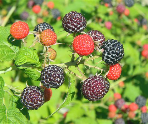 Edible Berries Of Ohio — Buckeye Landscapes And Design