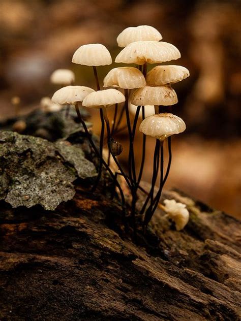 Memorable And Minute Mushroom Photography Bored Art
