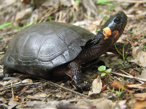 Bog Turtles Conserve Wildlife Foundation Of New Jersey