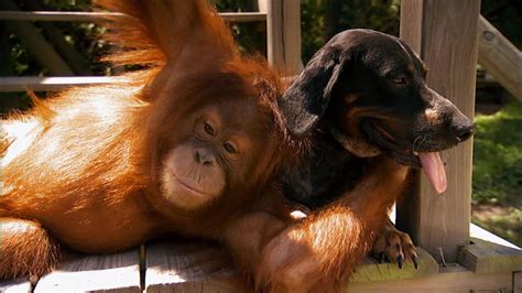 Unlikely Animal Friends National Geographic Channel Canada