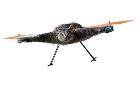Flying Cat Amazing  On Imgur
