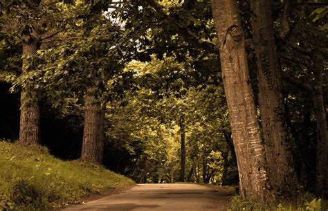 Forest Road Between Green Trees Hd Wallpaper