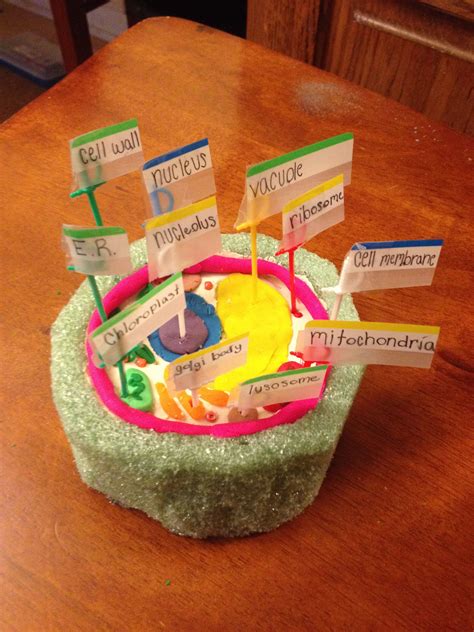 20 Plant Cell Model Ideas Your Students Find Them Interesting With