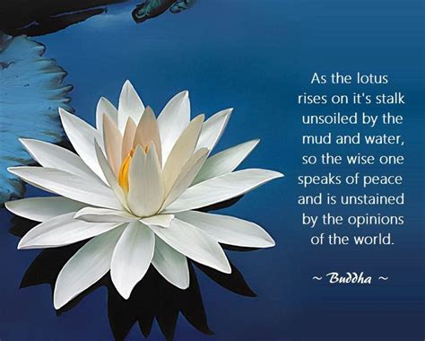 Maybe you would like to learn more about one of these? Lotus Buddha Quotes. QuotesGram