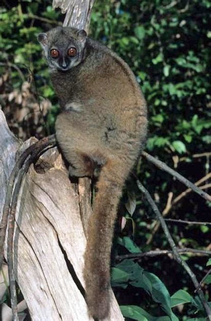 Sahamalaza Sportive Lemur Lepilemur Sahamalaza New England Primate