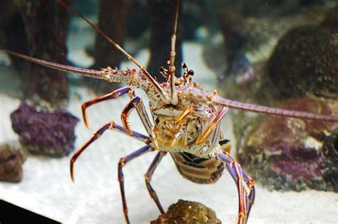 Spiny Lobster Mote Aquarium Jason Wolff Flickr