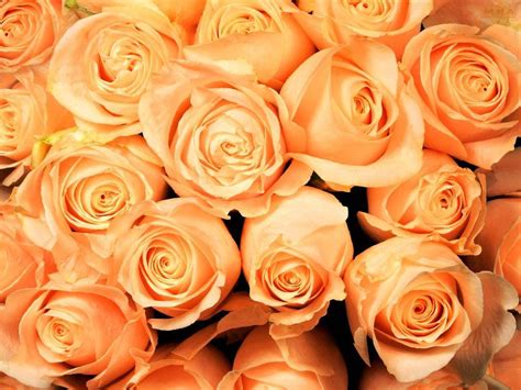 Rose Gold Flowers Desktop Wallpaper