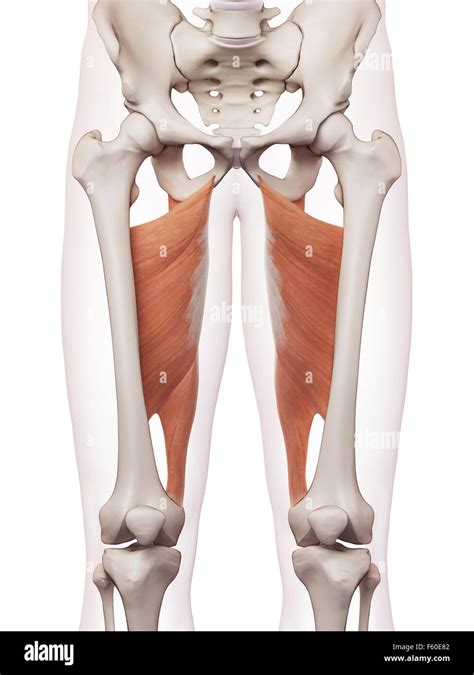 Medically Accurate Muscle Illustration Of The Adductor Magnus Stock