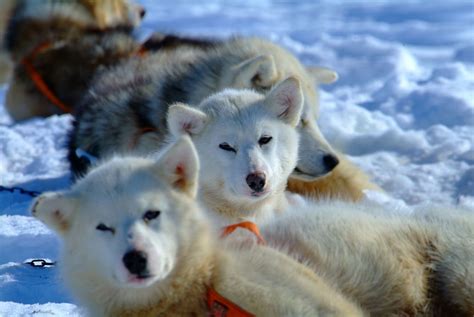 Isortoq Dogs By Ilovegreenland Greenland Dog Giant Dog Breeds Doga