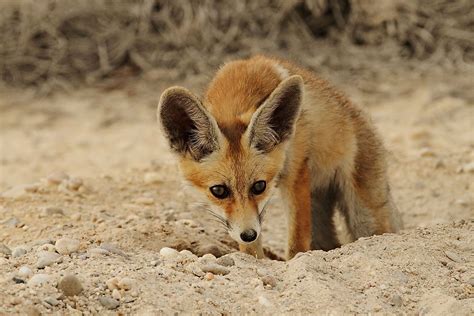 What Animals Live In The Arabian Desert Worldatlas