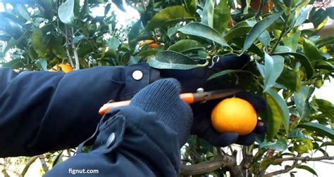 Harvesting Oranges How And When To Harvest Oranges Fignut