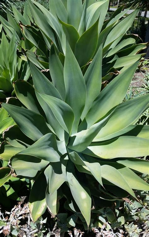 Tropical Front Yard Landscaping - How to Create a Tropical Garden