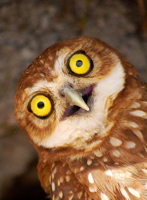 Owls With Stupid Expressions On Their Faces Owl Eyes Owl Burrowing Owl