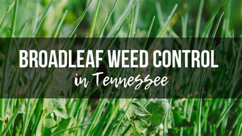 Broadleaf Weed Control In Tennessee Advanced Lawn Solutions