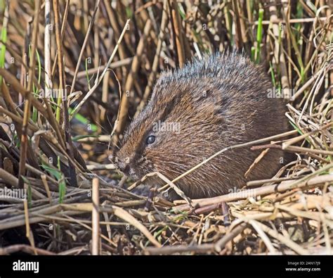 Water Vole Arvicola Amphibius Stock Photo Alamy