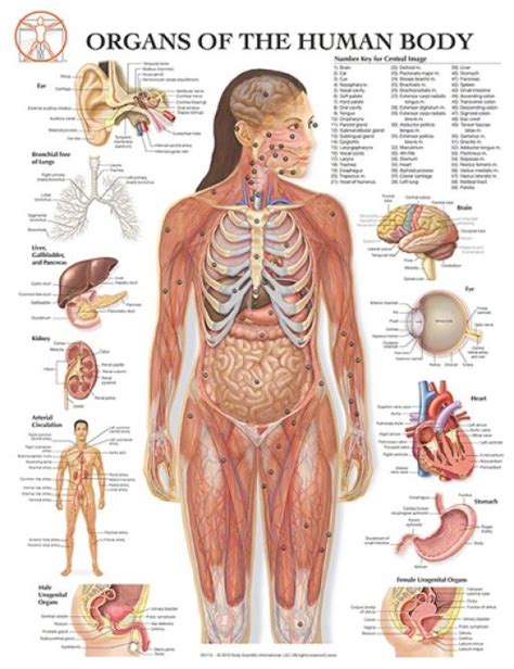 Anatomy charts are visual depictions of the human body. Why is there not one organ system that is essential to the human body? - Quora