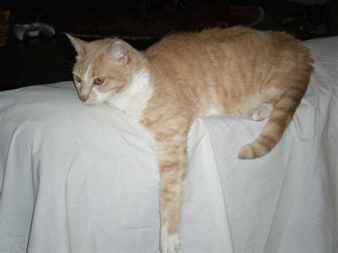 An Orange And White Cat Laying On Top Of A Bed