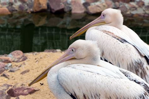 Two Pink Pelican White Birds With Long Beaks Sit Near The Water Stock