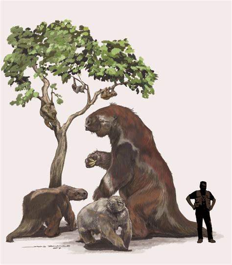 Not So Fast Ancient Proteins Shed Light On Sloth Evolution Nature